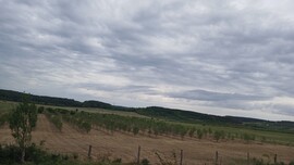 Balatonszőlős