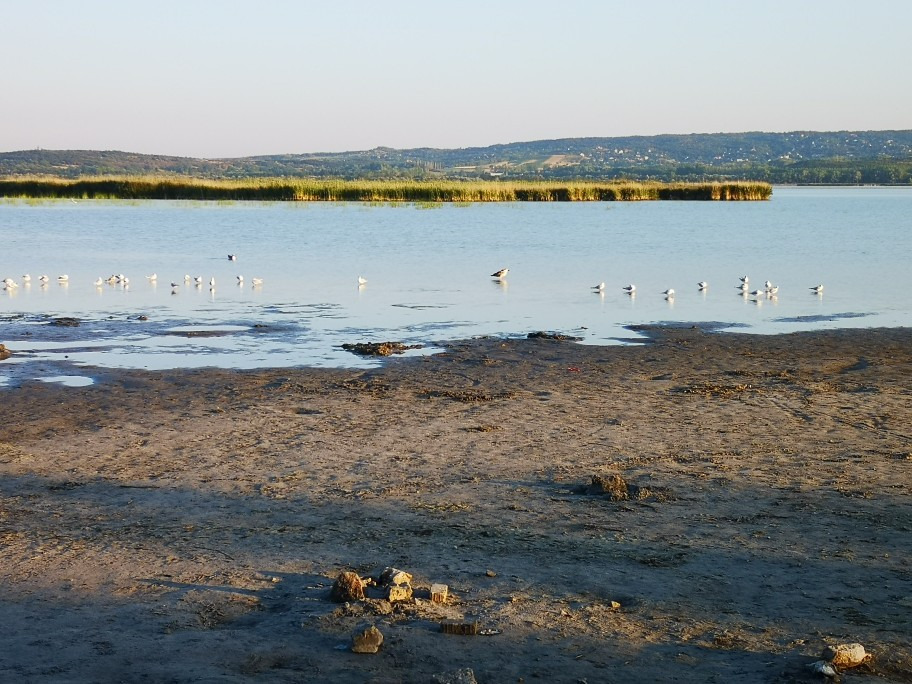 Gárdony