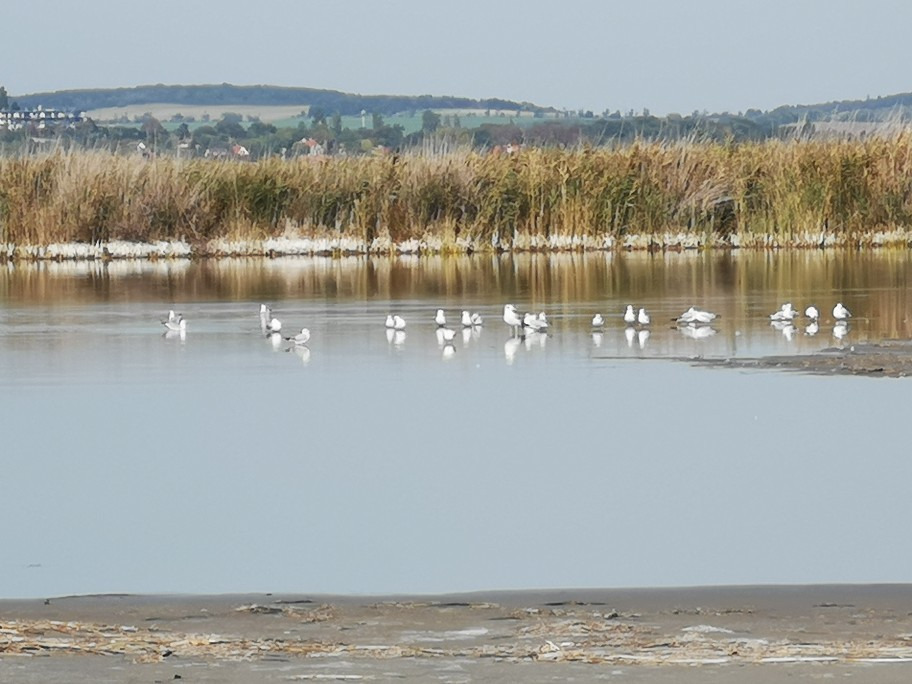Gárdony