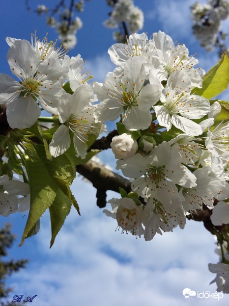 Virágzik a germersdorfi cseresznye