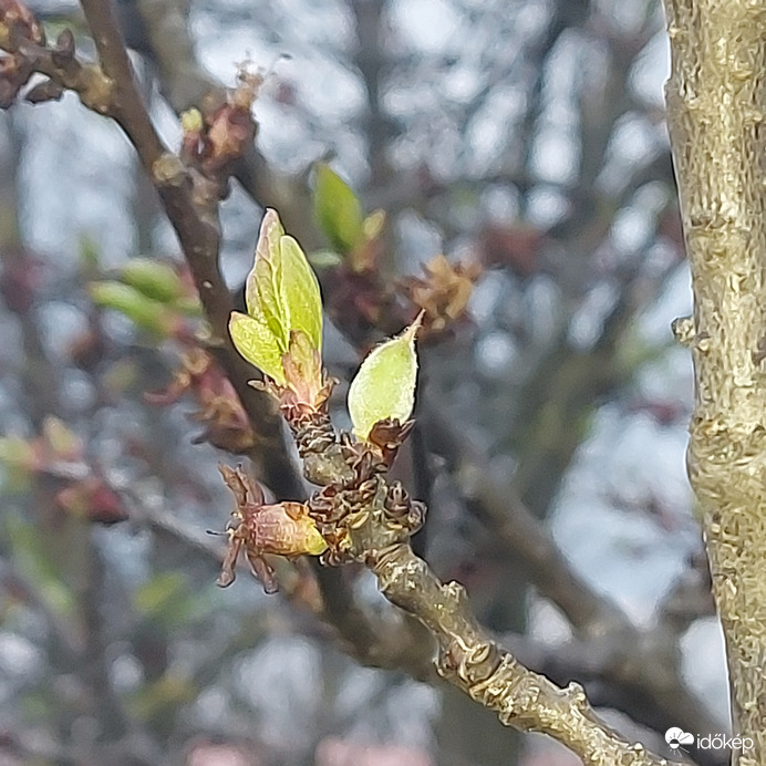 Kajszibarack csemete 