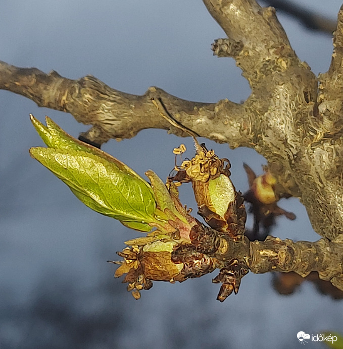 Mégsem fagyott le a kajszibarack?