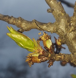 Mégsem fagyott le a kajszibarack?