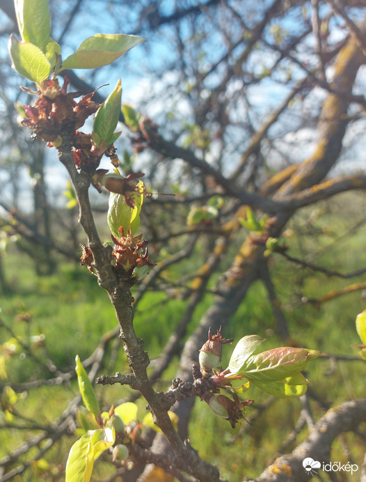 Éretlen, kis kajszibarackok