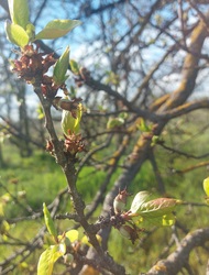 Éretlen, kis kajszibarackok