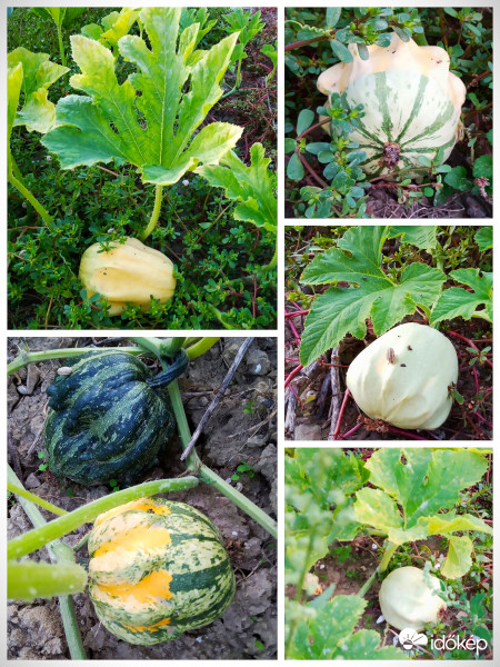 Dísztök félék a szomszédban