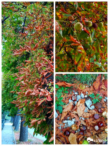 Ősz - vadgesztenye