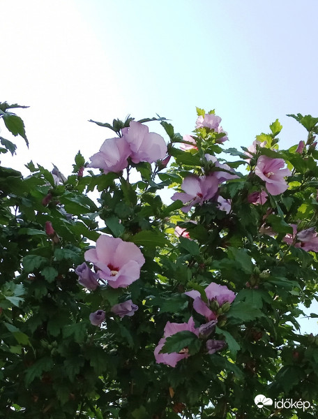 Hibiszkusz
