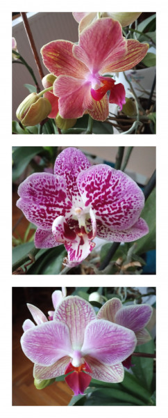 Orchideák 