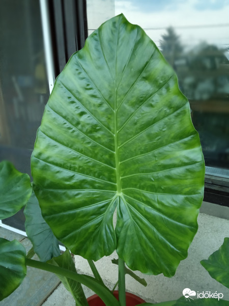 Alocasia 