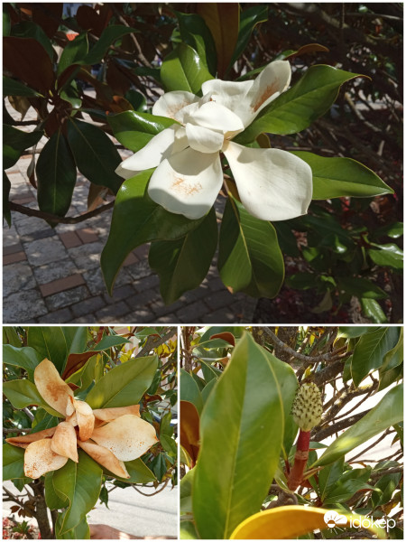Magnolia grandiflora 'Gallisoniensis' - Fehér virágú magnólia