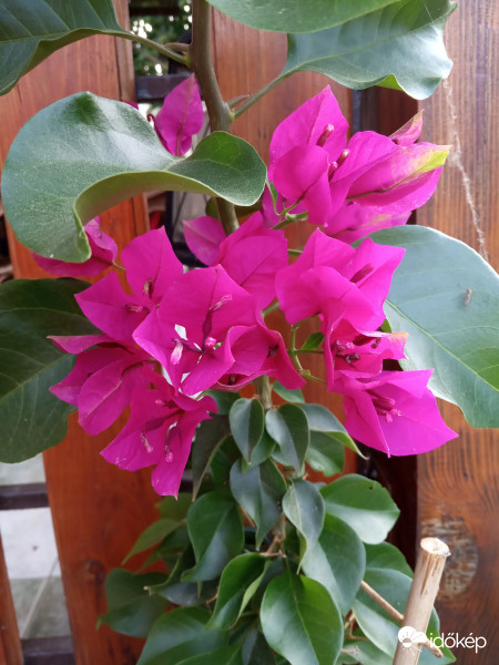 Murvafürt, bugenvillea (Bougainvillea glabra) 