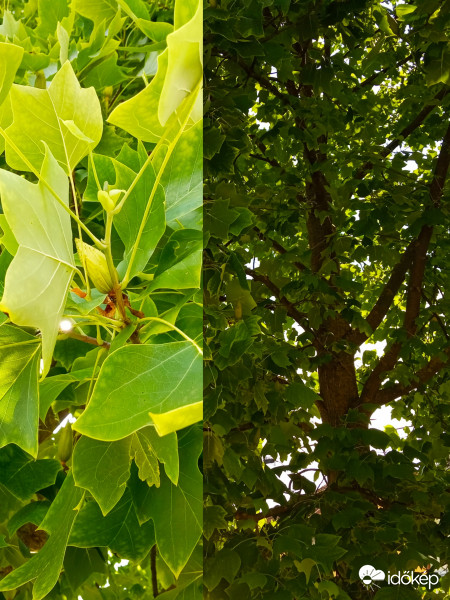 Amerikai tulipánfa (Liriodendron tulipifera)