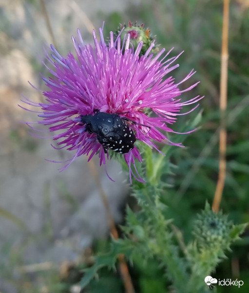 Én is lakmározom :)