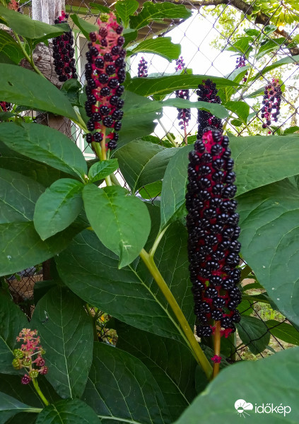 Nem tudom a neved ..., de fog nagyon :)