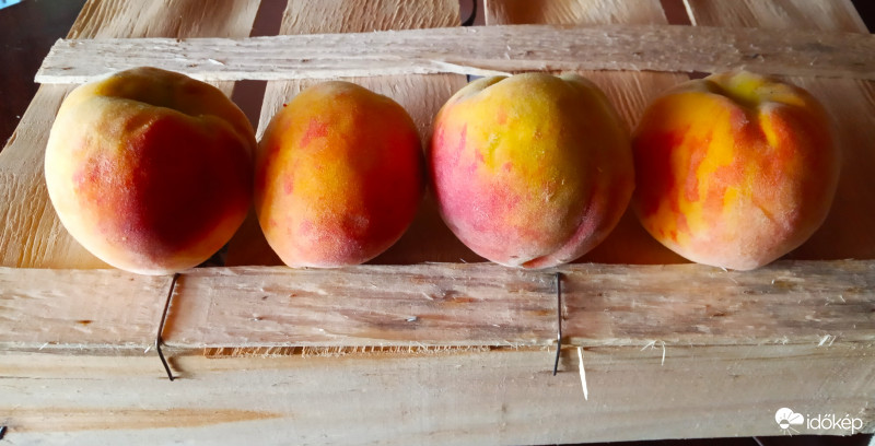 Őszibarack (korai érésű)