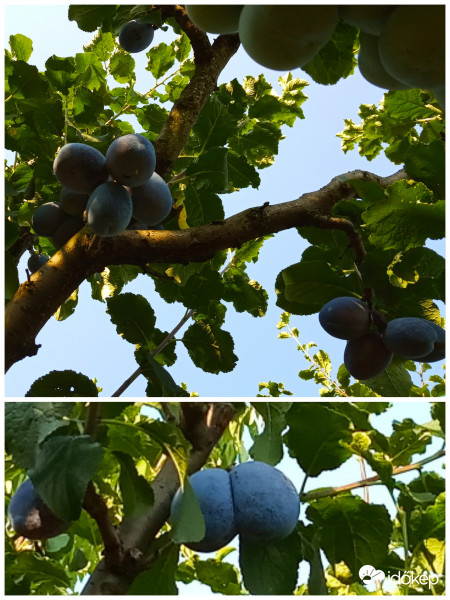 Érik a szilva ...... :)