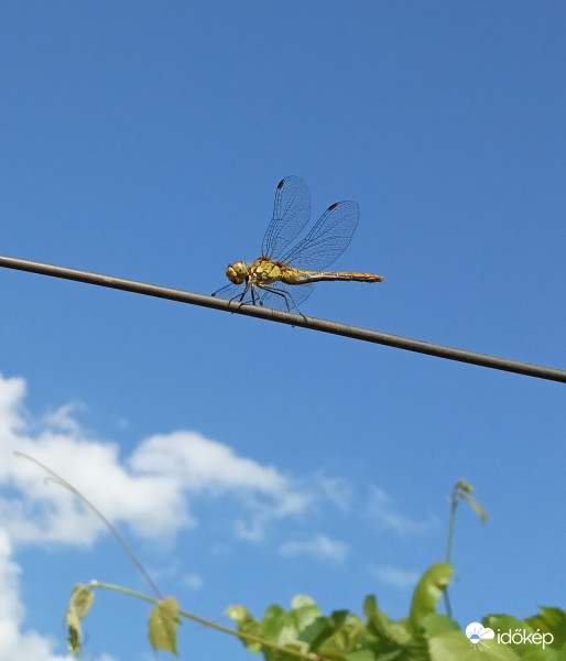 Sikerült lefényképeznem :D