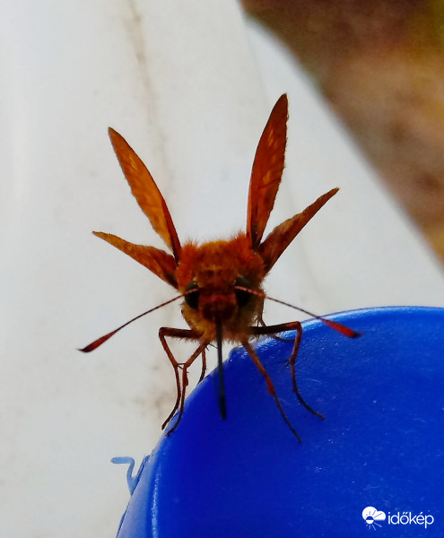 Ilyen pózt is tudok :) 