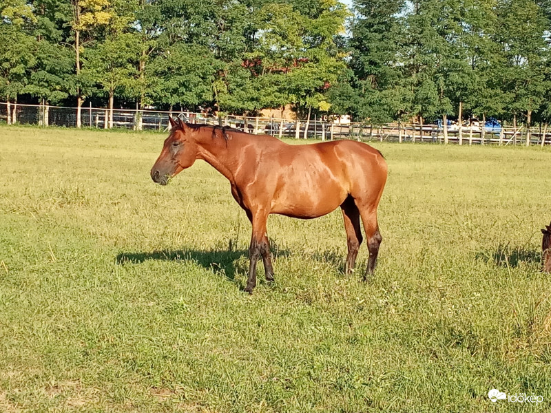 Kis szépség hibával, mintha nem lenne lófarka :D