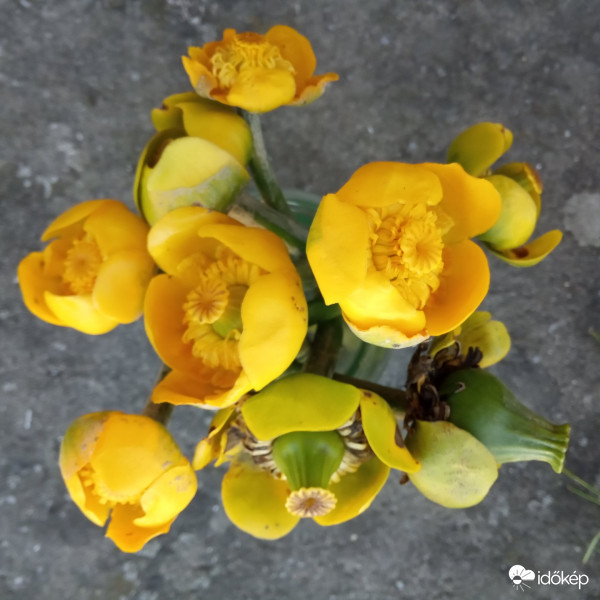 Egy csokor vízitök virág , termés :)