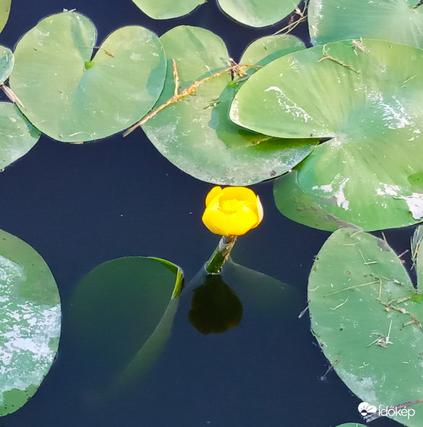 Vízitök - Mároki horgásztóban