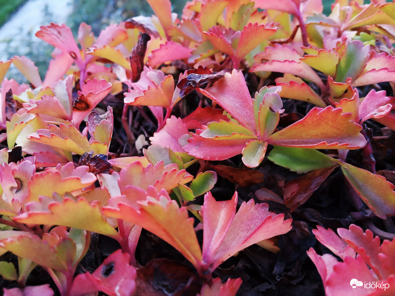 Őszi ruhába öltözve