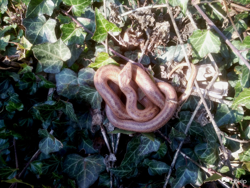 Különleges látogató egy kis társasággal
