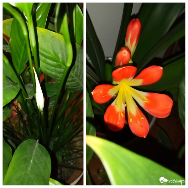  A virágok is érzik a tavasz közeledtét. :)