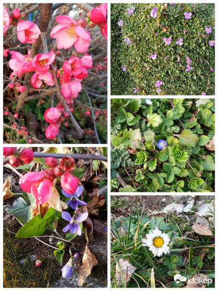 2020.02.17. Korai tavasz