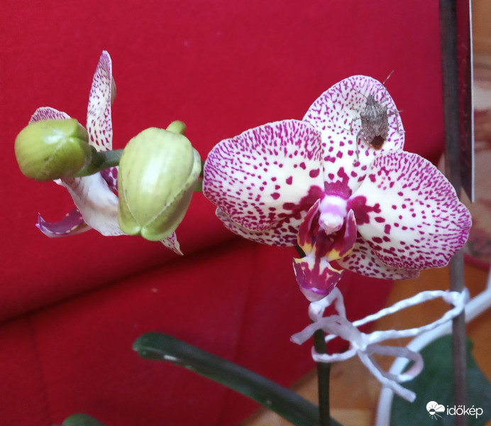 Nem szeretem vendég ! :P