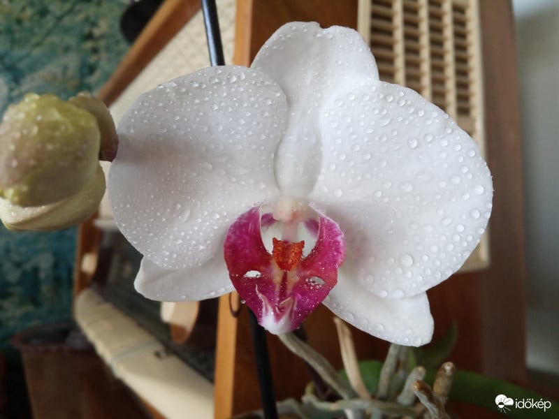 # Maradj Otthon - Orchideám