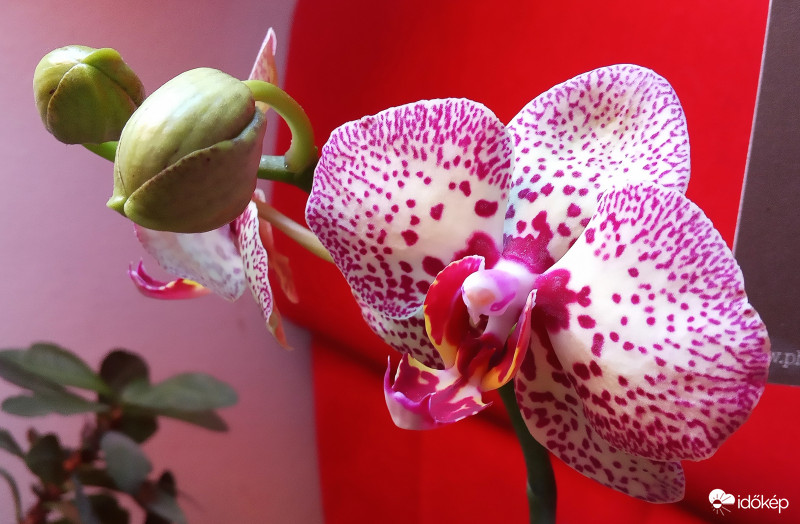 # Maradj Otthon - Orchideám
