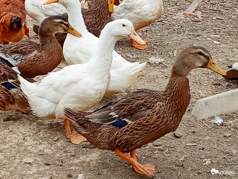 Jól meg vagyunk egymással :)