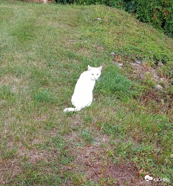 Kék szemű szépség