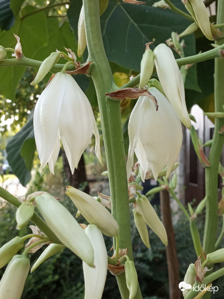 Kerti yucca