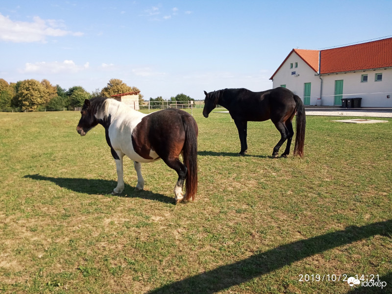 Szépségek  Palkonyán