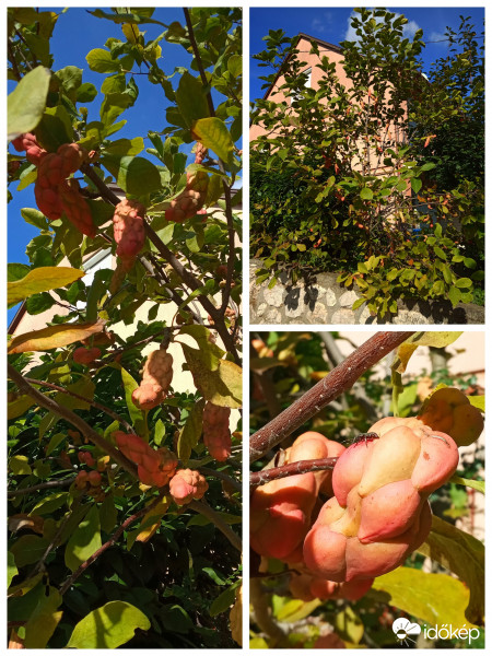 Magnólia bokor terméssel