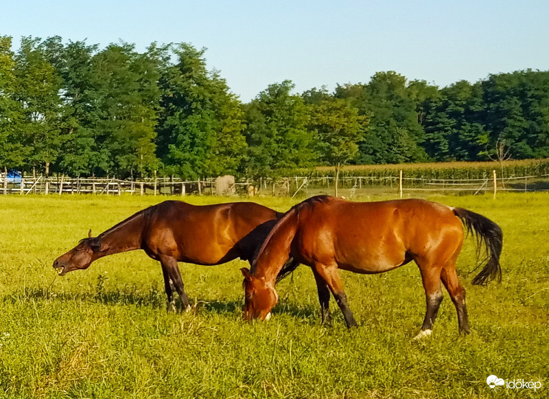 Jól nyúlik a nyakam csak elérem :)