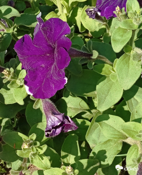 Petúnia :)