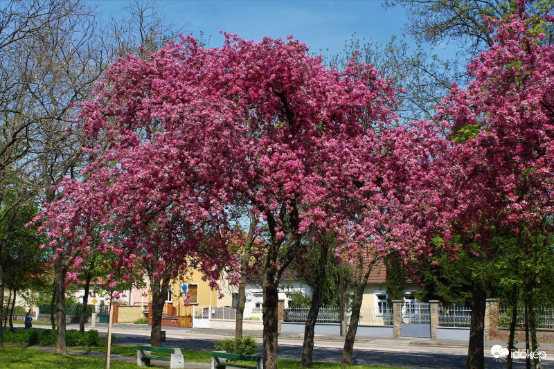 Tavasz