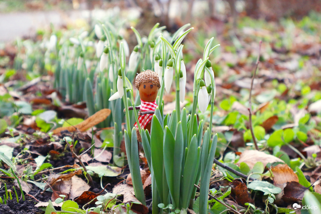 Makk Matyi hóvirágok közt
