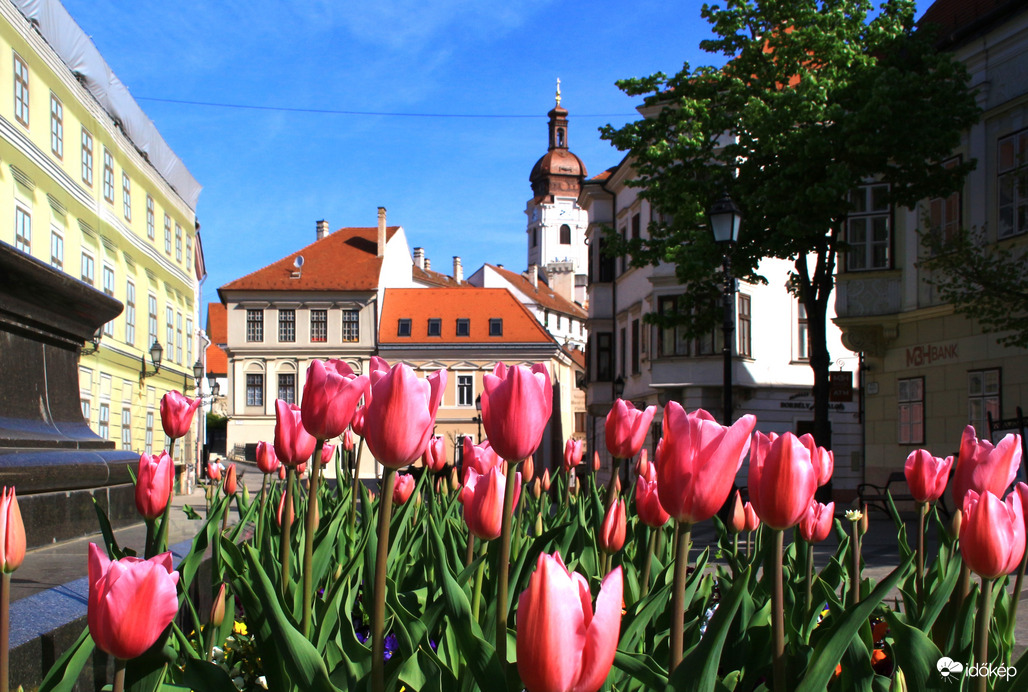 Tulipános Győr