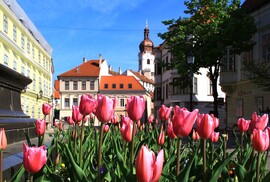 Tulipános Győr