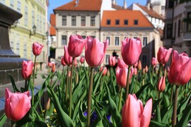 Győr, Bécsi kapu tér