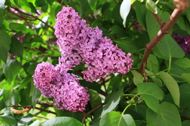 lila orgona