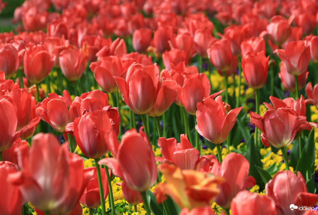 tulipánok