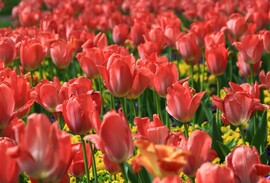 tulipánok