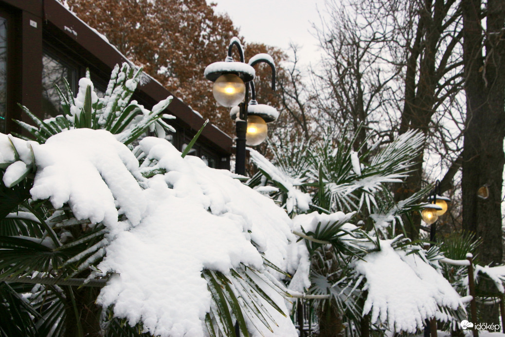 behavazva novemberben