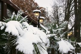 behavazva novemberben